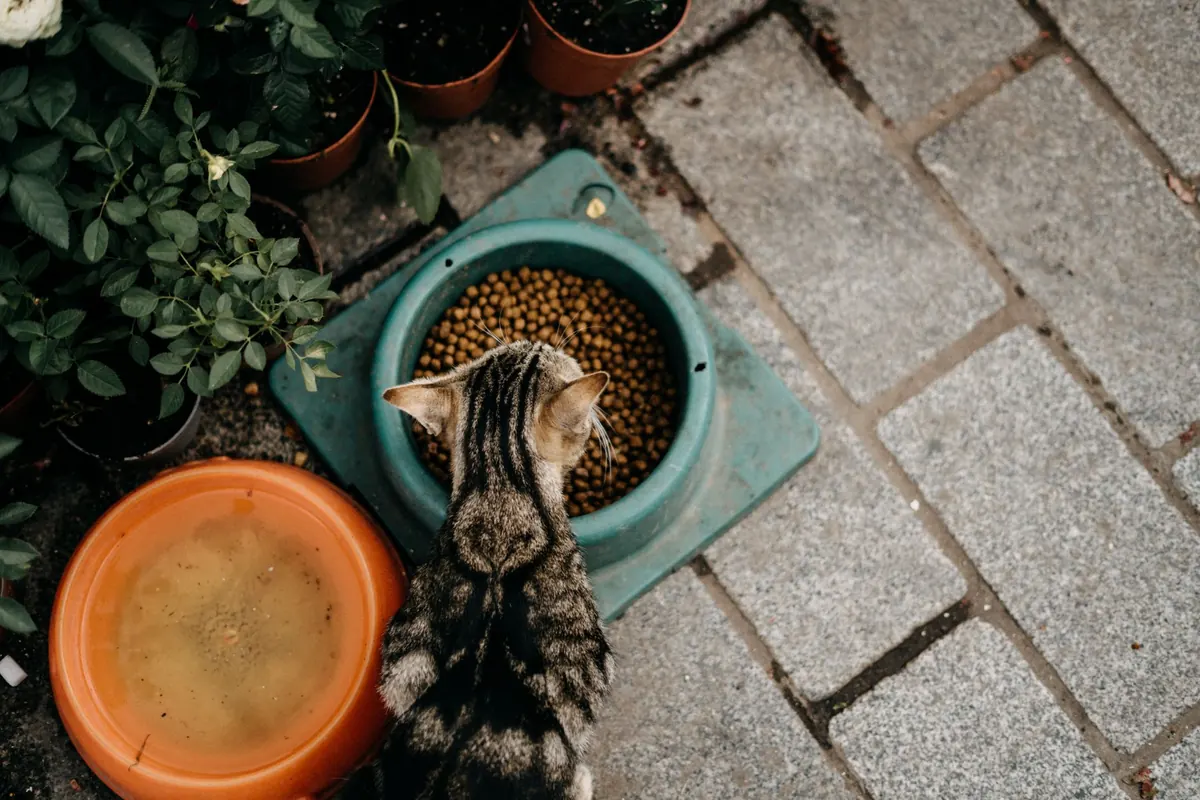 How to Transition Your Cat to a New Food Without Digestive Upset