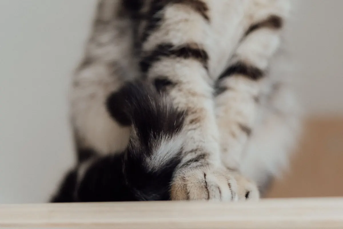 Why Does My Cat Knead? The Science Behind Biscuit-Making Explained