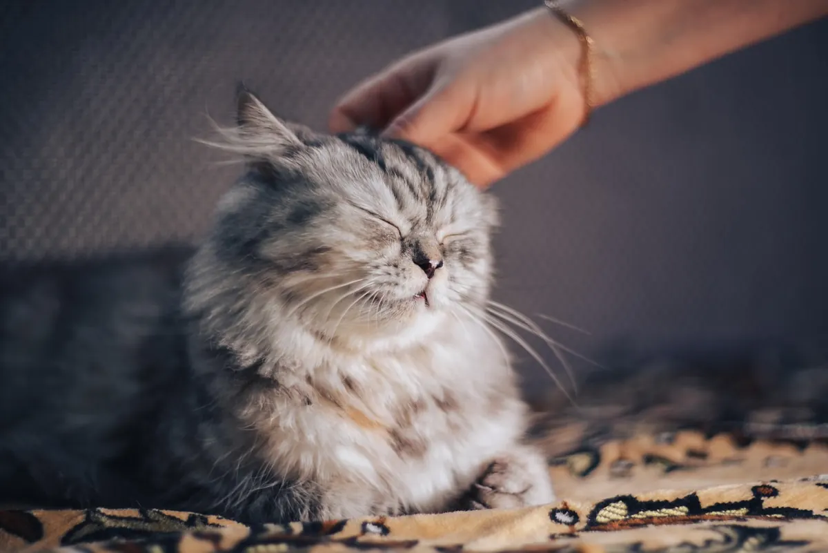 Why Your Cat Ignores You: Understanding Feline Independence and How to Bond